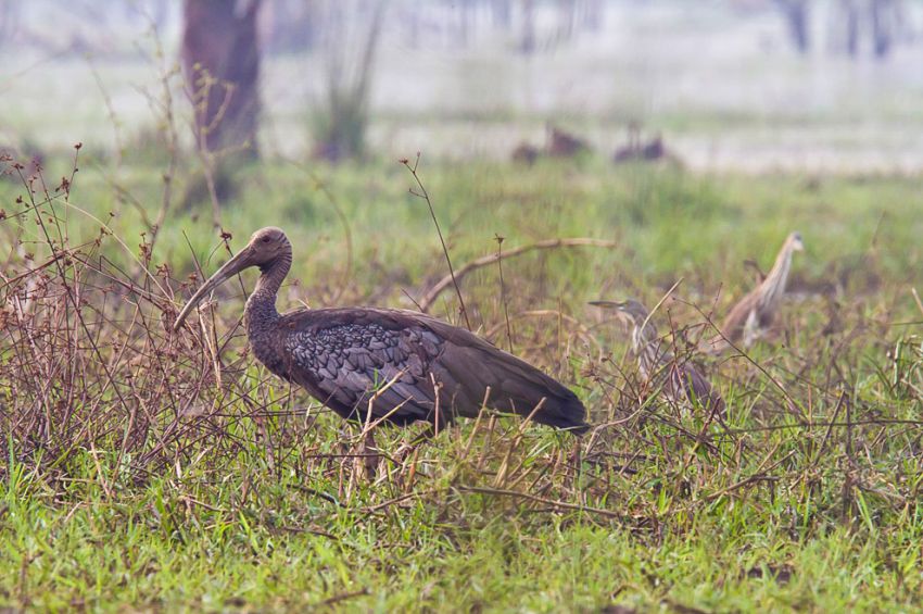 Stung Treng Wildlife